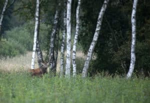 02 - Sjælland hjort - evt. første opslag FADB 02 Sjaelland hjort evt. foerste opslag